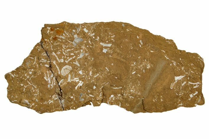 Ordovician Kukersite Oil Shale w/ Bryozoan & Trilobite Fossils #369553